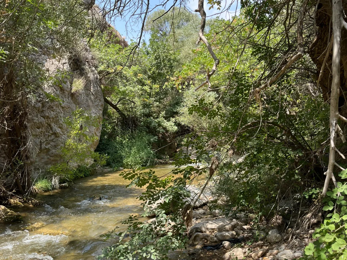 تنگ خرسی 