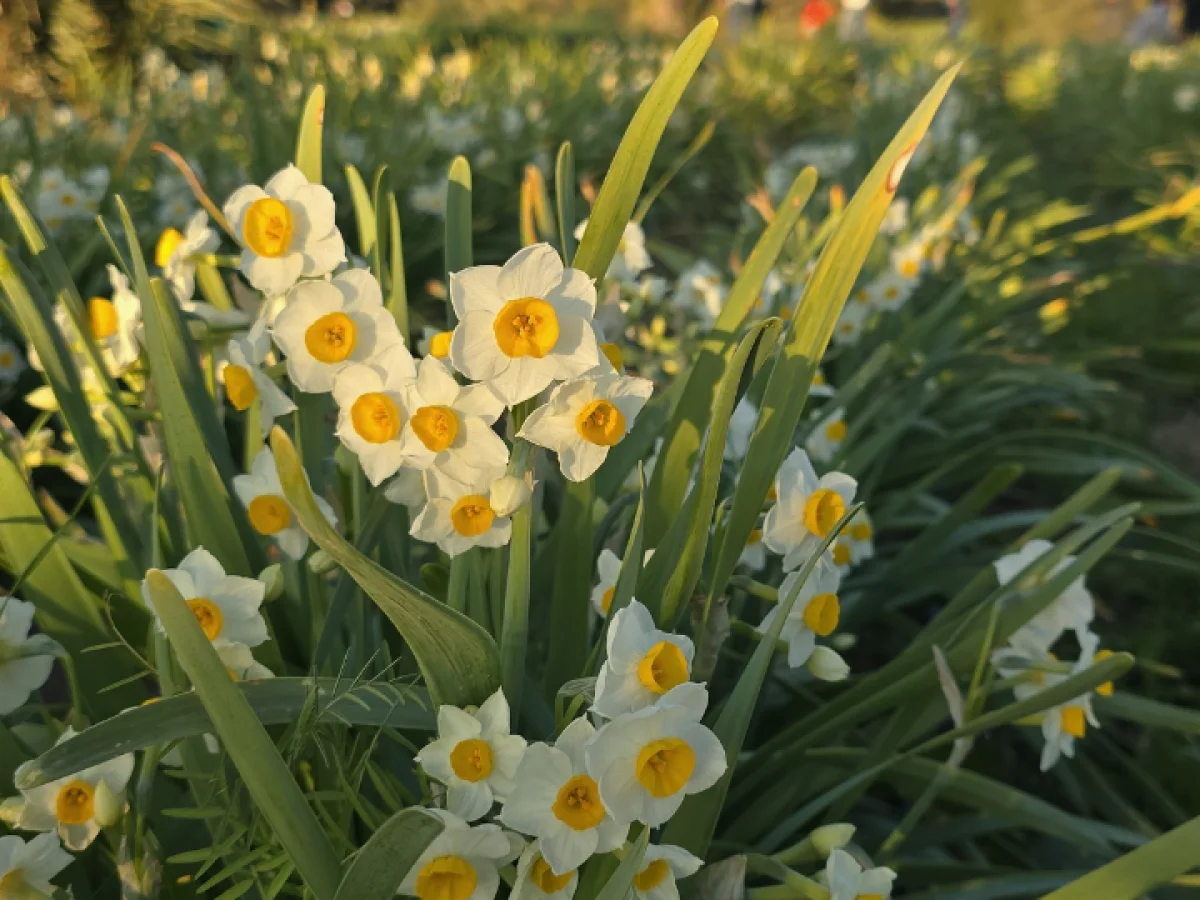 نرگس زار کازرون