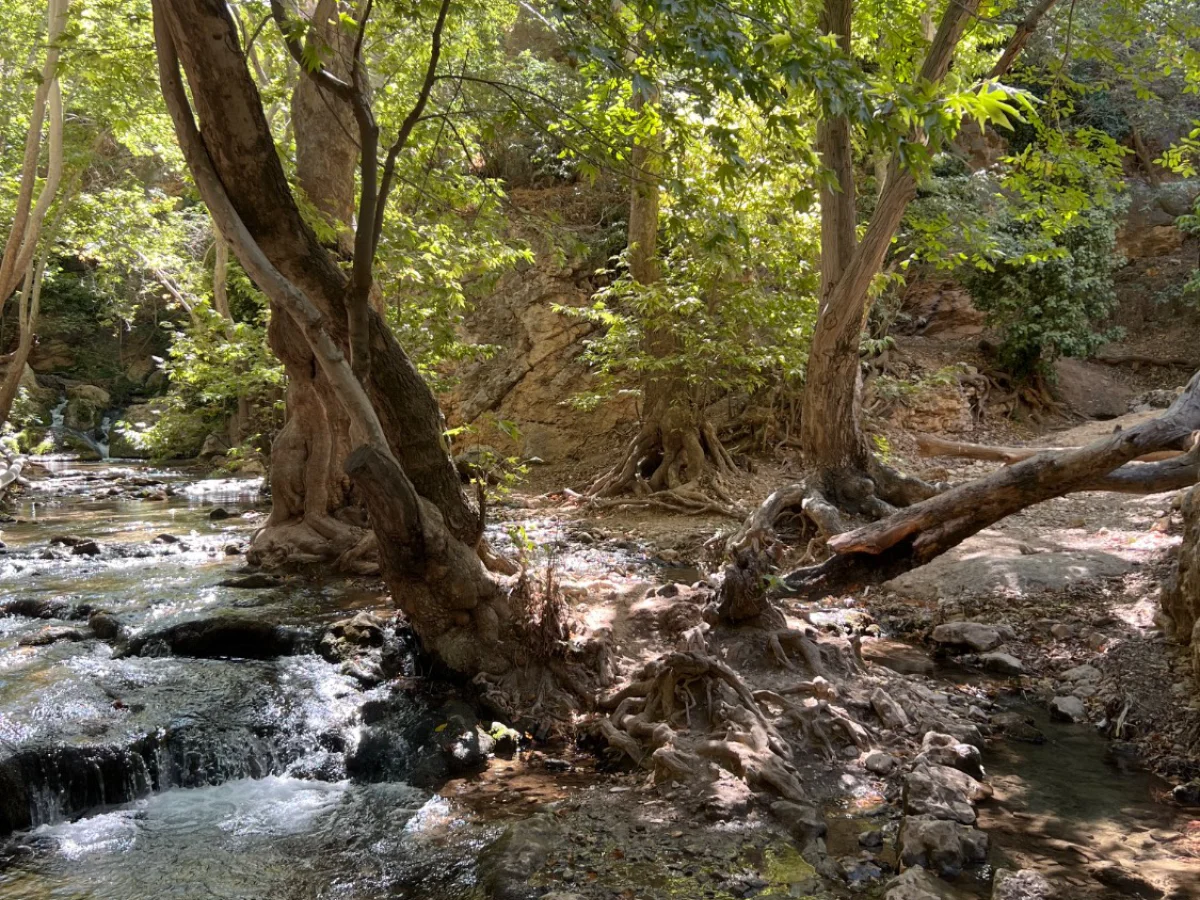 طبیعت یک روزه تنگ خرسی